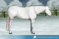Horse Color:Red Roan Splash Appaloosa Rabicano
