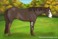 Horse Color:Liver Red Roan Splash Frame Rabicano 