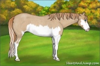 Horse Color:Red Dun Roan Splash Frame Rabicano 