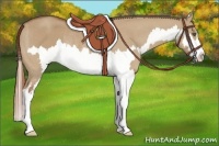 Horse Color:Red Dun Roan Splash Frame Rabicano