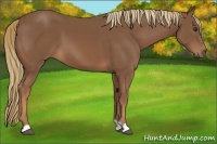 Horse Color:Unknown 