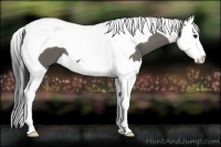 Horse Color:Grullo Splash Tobiano