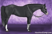 Horse Color:Black Sabino Splash Frame 