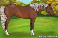 Horse Color:Silver Bay 