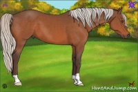 Horse Color:Silver Bay 