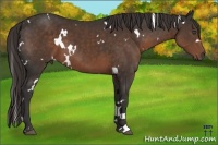 Horse Color:White Spotted Liver Chestnut Sabino 