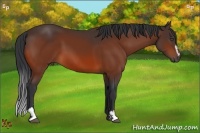 Horse Color:Bay Sabino