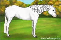 Horse Color:Silver Black Appaloosa