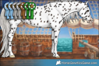 Horse Color:Silver Brown Appaloosa 