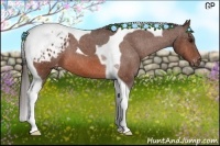 Horse Color:Bay Tobiano Blanket 
