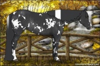 Horse Color:White Spotted Black Sabino Rabicano 