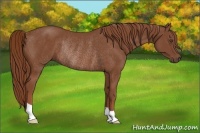 Horse Color:Chestnut Rabicano 