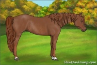 Horse Color:Chestnut Rabicano 