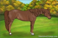 Horse Color:Chestnut Rabicano 