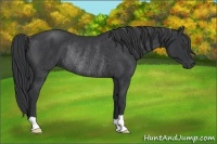 Horse Color:Black Rabicano 