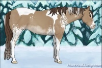 Horse Color:White Spotted Classic Champagne Splash Tobiano 