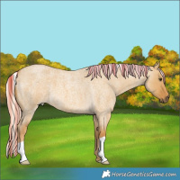 Horse Color:Palomino Roan Dun 
