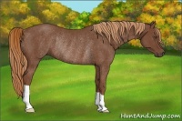 Horse Color:Chestnut Rabicano 