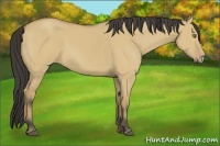 Horse Color:Buckskin Dun Frame 