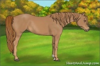 Horse Color:Chestnut Rabicano 