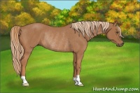 Horse Color:Chestnut Rabicano 