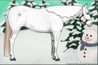 Horse Color:Chestnut Splash Appaloosa 