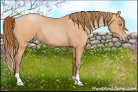 Horse Color:Bay Pearl