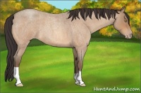 Horse Color:Amber Champagne Roan 