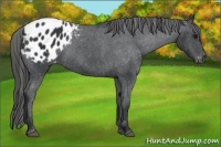 Horse Color:Black Appaloosa 