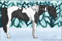 Horse Color:Black Tobiano 