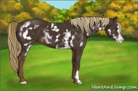 Horse Color:White Spotted Liver Chestnut Frame 
