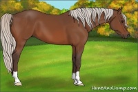 Horse Color:Silver Bay 