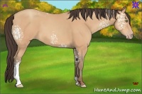 Horse Color:White Spotted Amber Champagne 