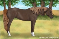 Horse Color:Liver Chestnut 