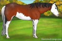 Horse Color:Brown Sabino Splash