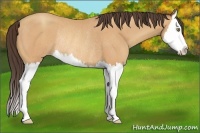 Horse Color:Amber Champagne Sabino Splash Rabicano 