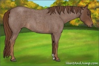 Horse Color:Red Roan 