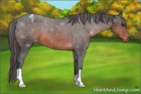 Horse Color:Brown Appaloosa