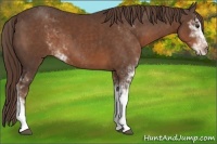 Horse Color:Liver Chestnut Sabino 