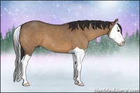 Horse Color:Bay Dun Splash 
