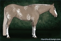 Horse Color:White Spotted Silver Grullo Sabino Splash