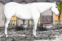 Horse Color:Silver Blue Roan Splash Tobiano Appaloosa Rabicano