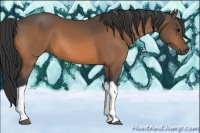 Horse Color:Buckskin Tobiano