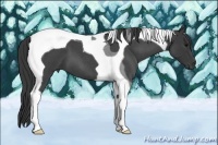 Horse Color:Blue Roan Tobiano