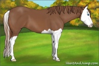 Horse Color:Chestnut Splash
