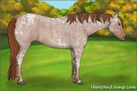 Horse Color:Red Ice Roan 