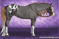 Horse Color:Liver Chestnut Splash Appaloosa 