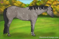 Horse Color:Grullo 