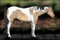 Horse Color:Buckskin Dun Tobiano 