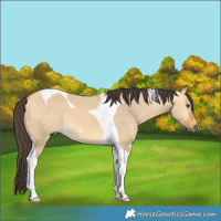 Horse Color:Buckskin Dun Tobiano 